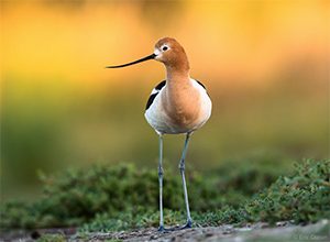 Citizen Science 3 American avocet