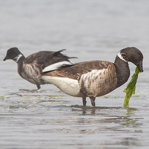 From buzz pollination to seal bones: the 2017-18 Mathias Grant awards 3