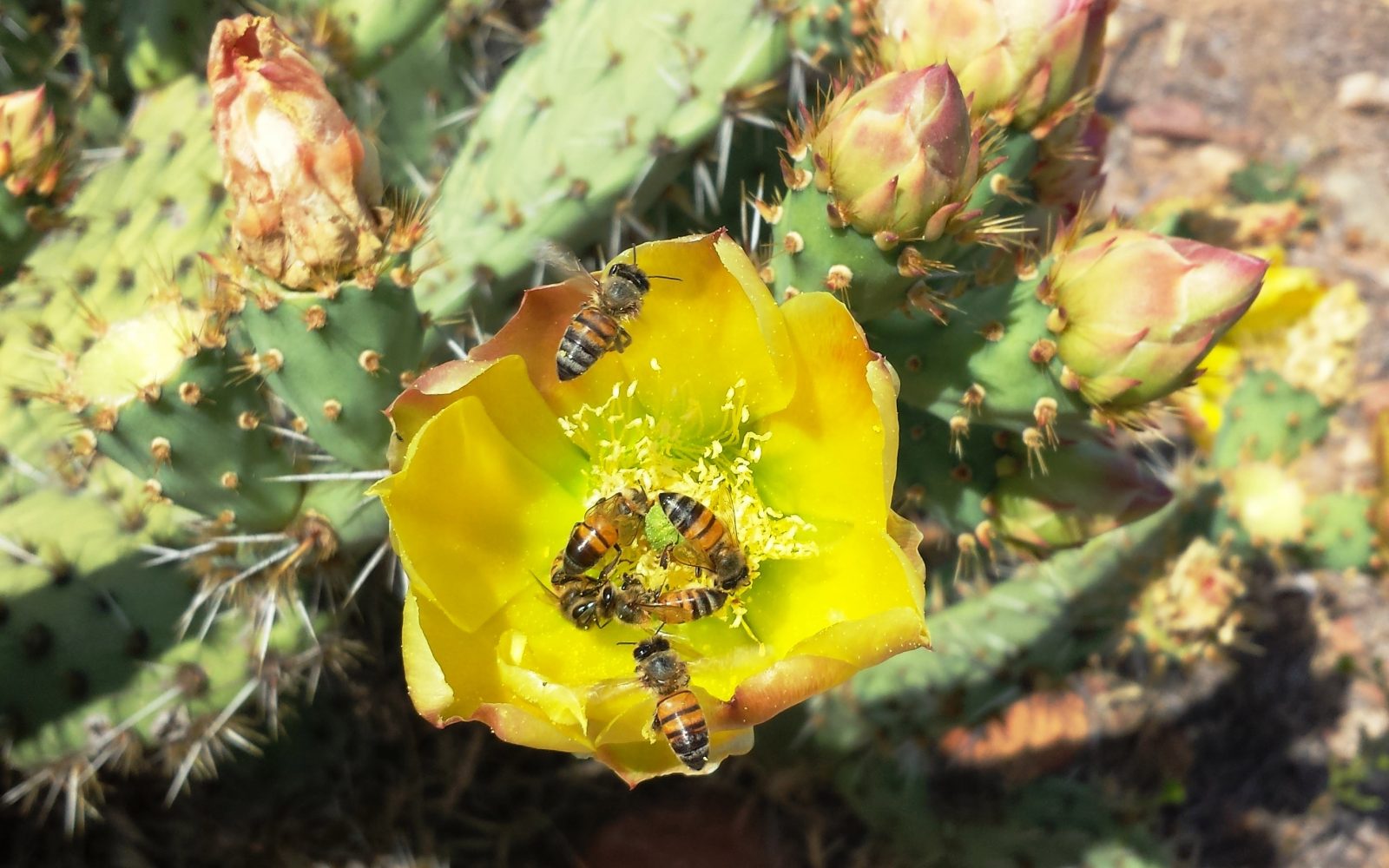 honey bee pollination