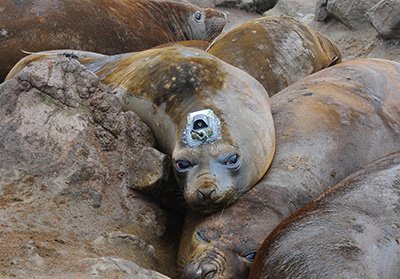 marine animal movements