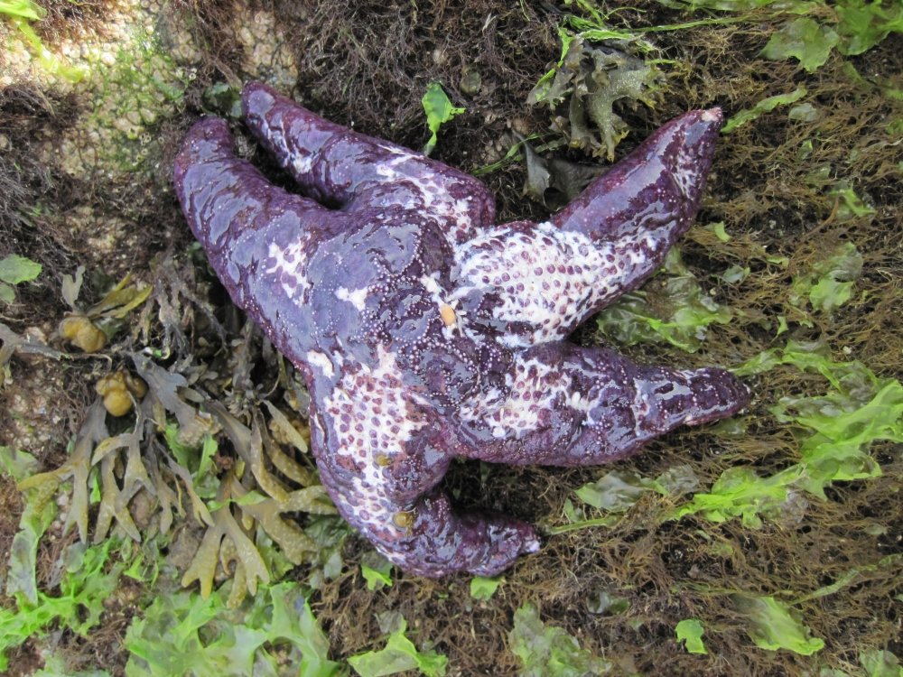 Disease caused catastrophic sea star declines 3