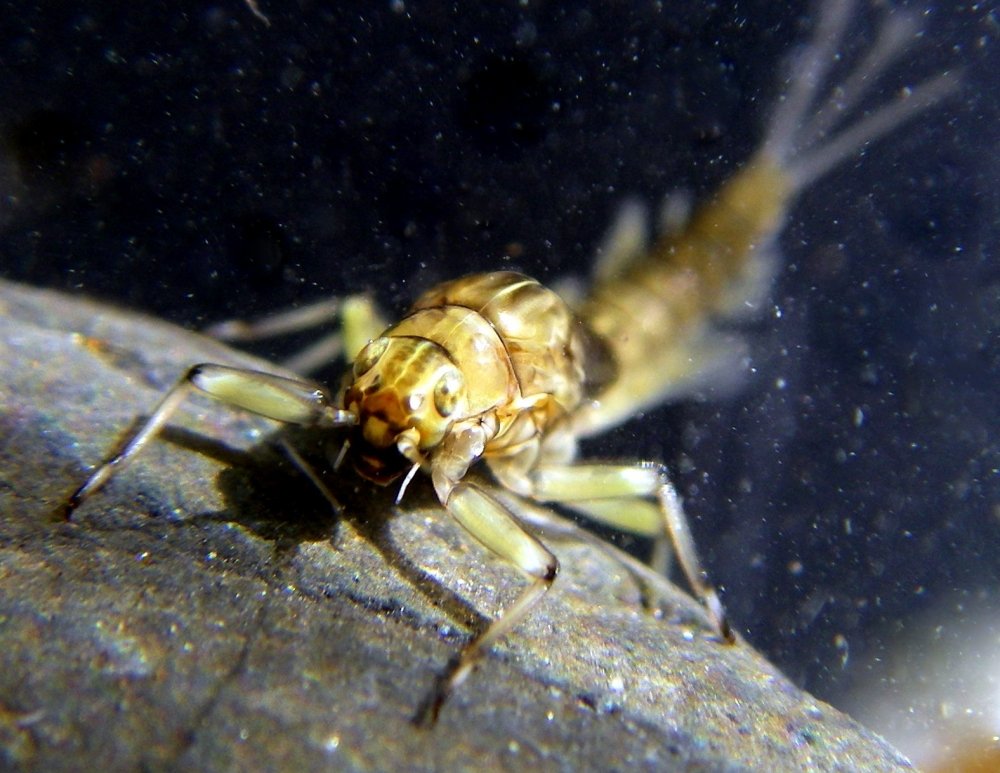 aquatic invertebrates
