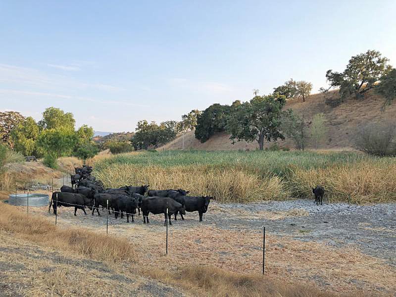 Sedgwick pond restoration