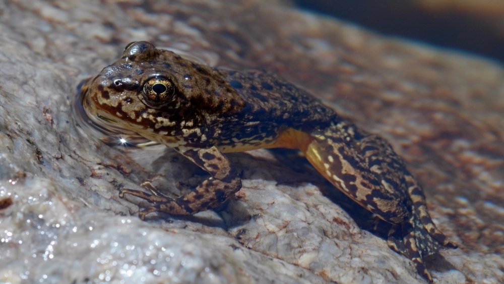 Spreading resistance: UC Nature scientist returns frogs to high Sierra lakes 1