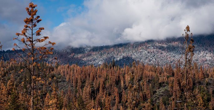 Groundwater shepherds California forests through long droughts 1