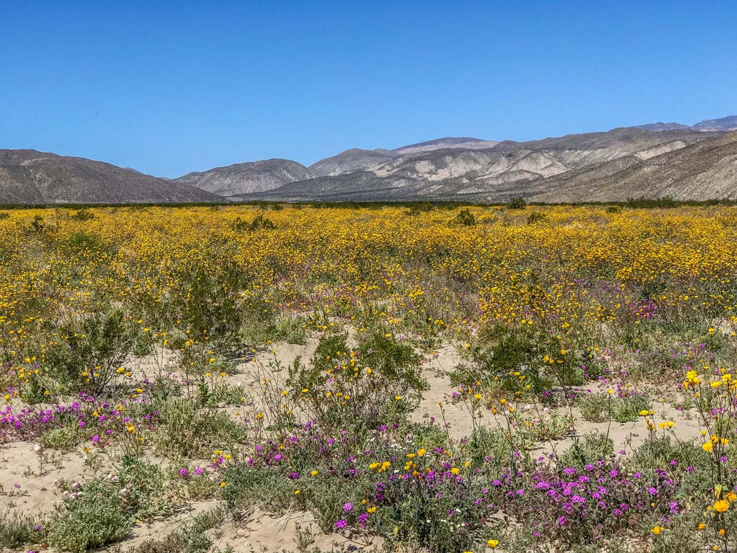 Anza-Borrego super bloom