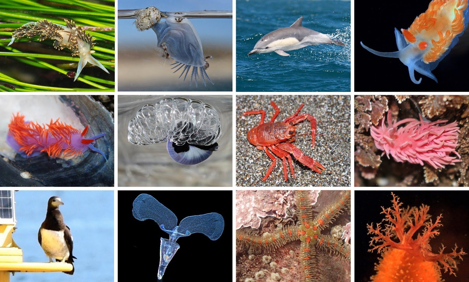 photo mosaic of species found to have moved northward during 2014-16 marine heat wave off the California coast