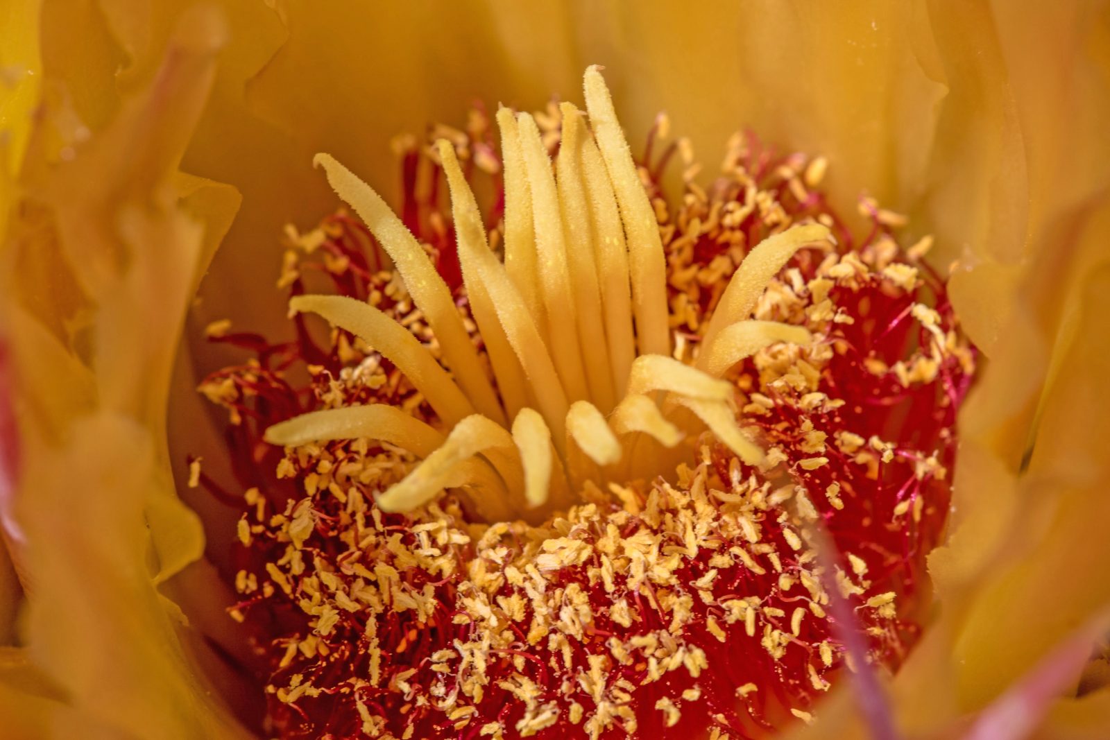 Anza-Borrego super bloom