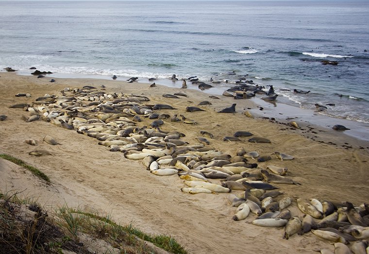 weighing seals by drone