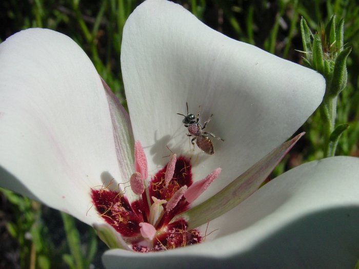 vulnerable plant species