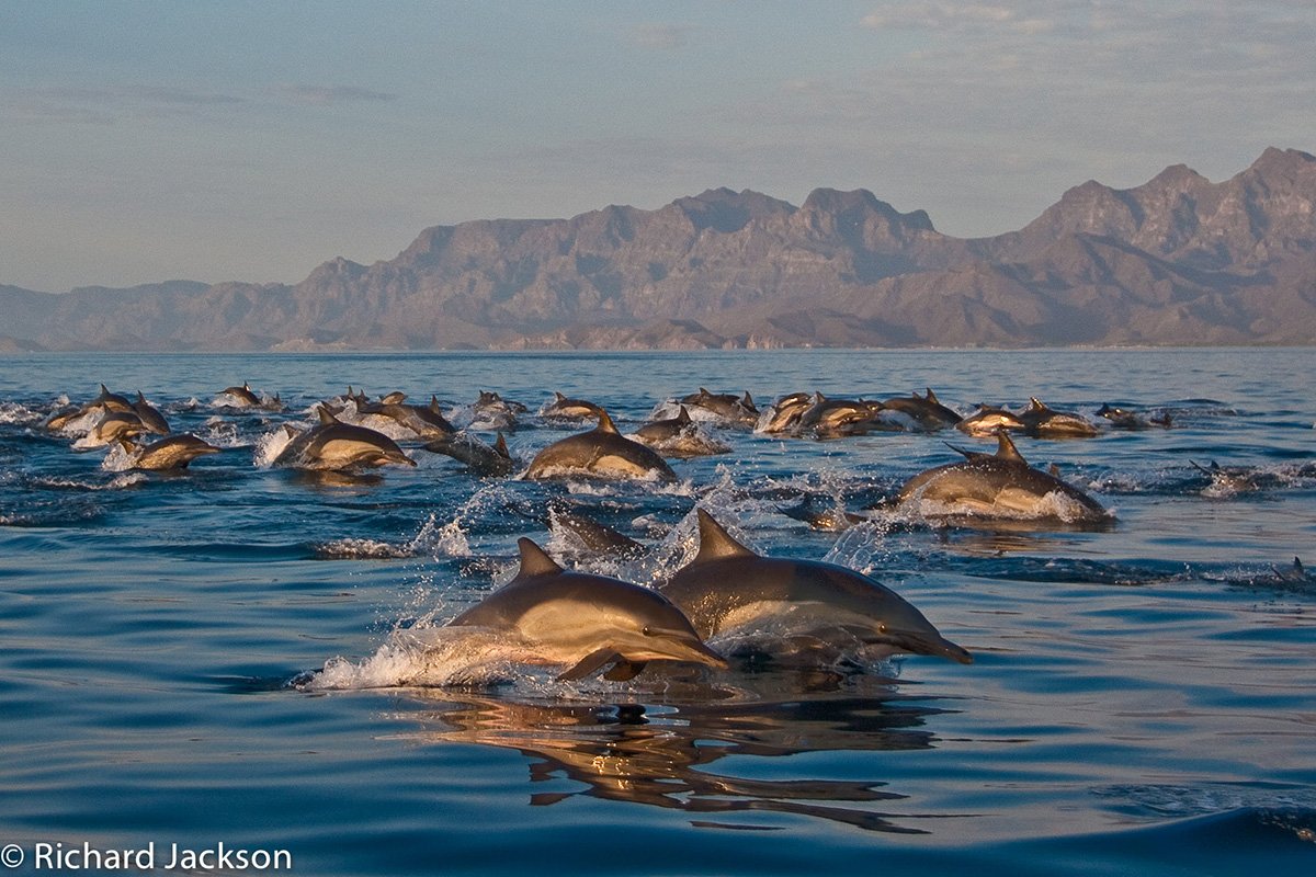 UC Nature gains sister reserve in Baja California Sur 5