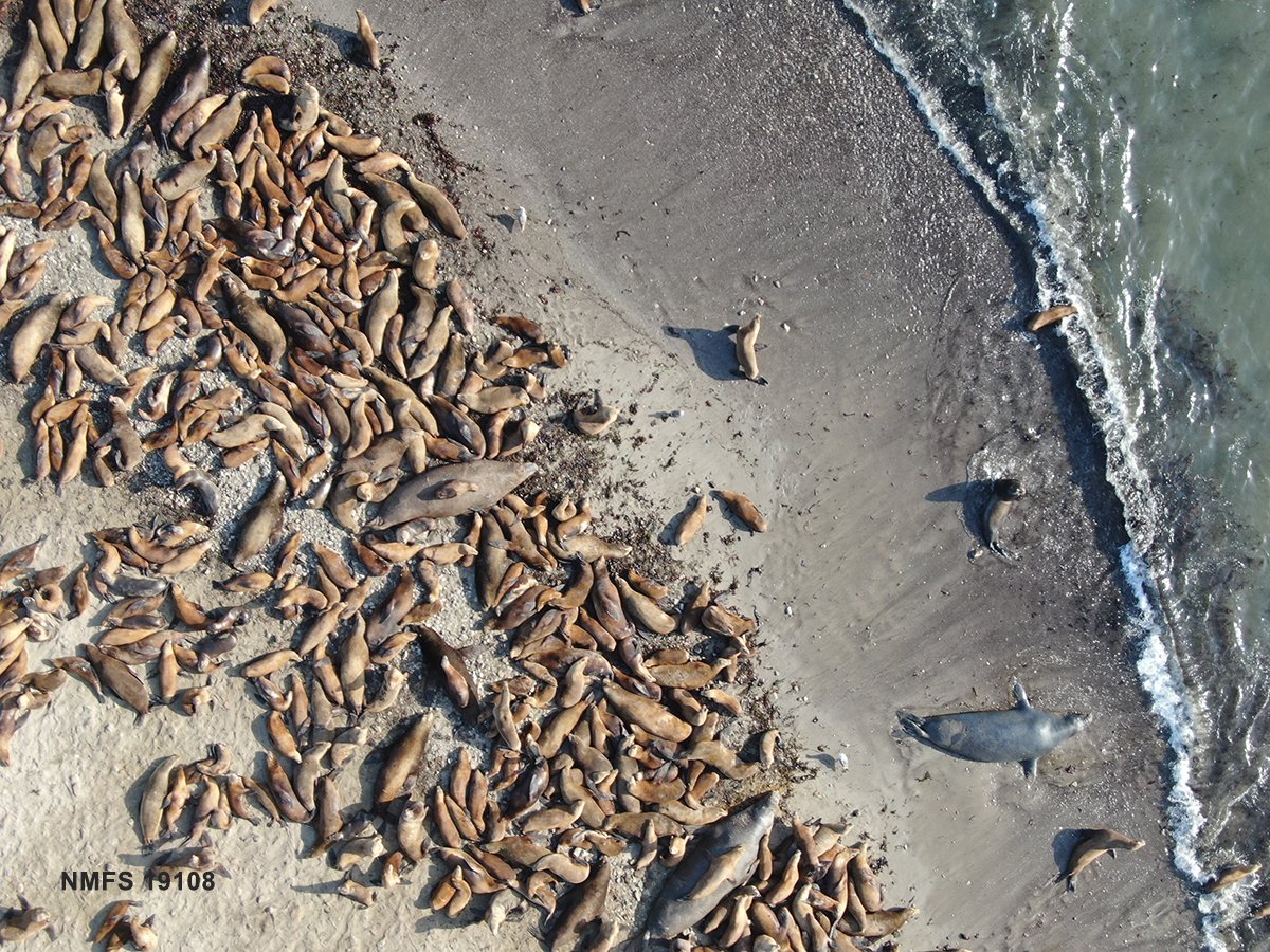 Año Nuevo Island animal count project