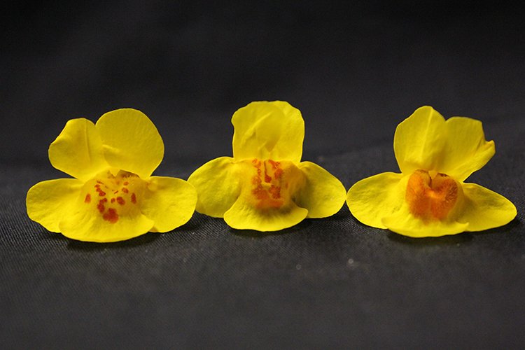 monkeyflower spots