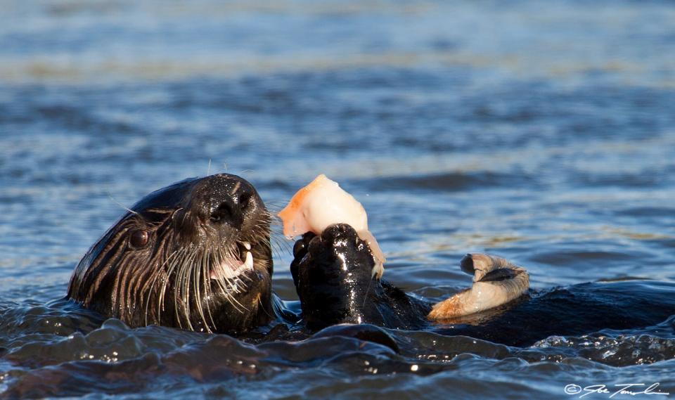 sea otter pathogen