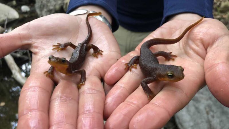 Emaciated and healthy newts