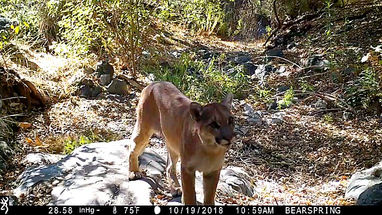 Watching wildlife with help from AI 2