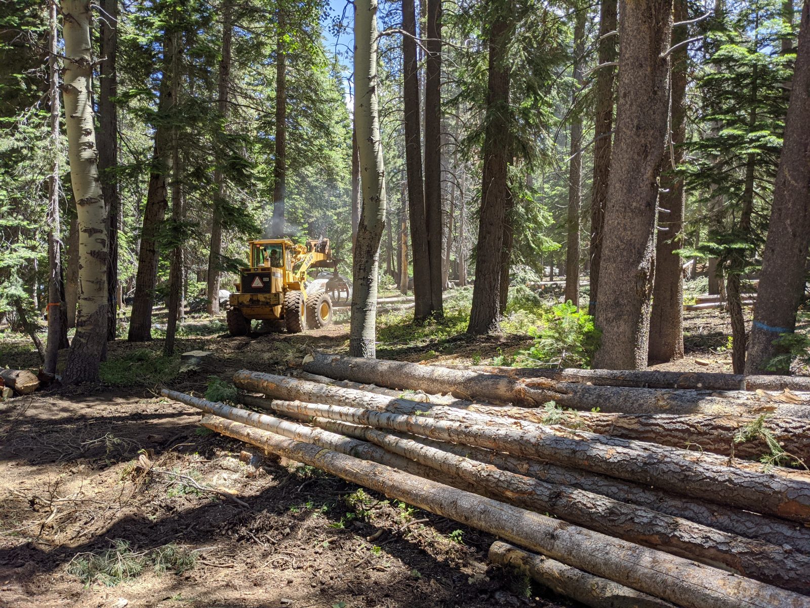 forest thinning