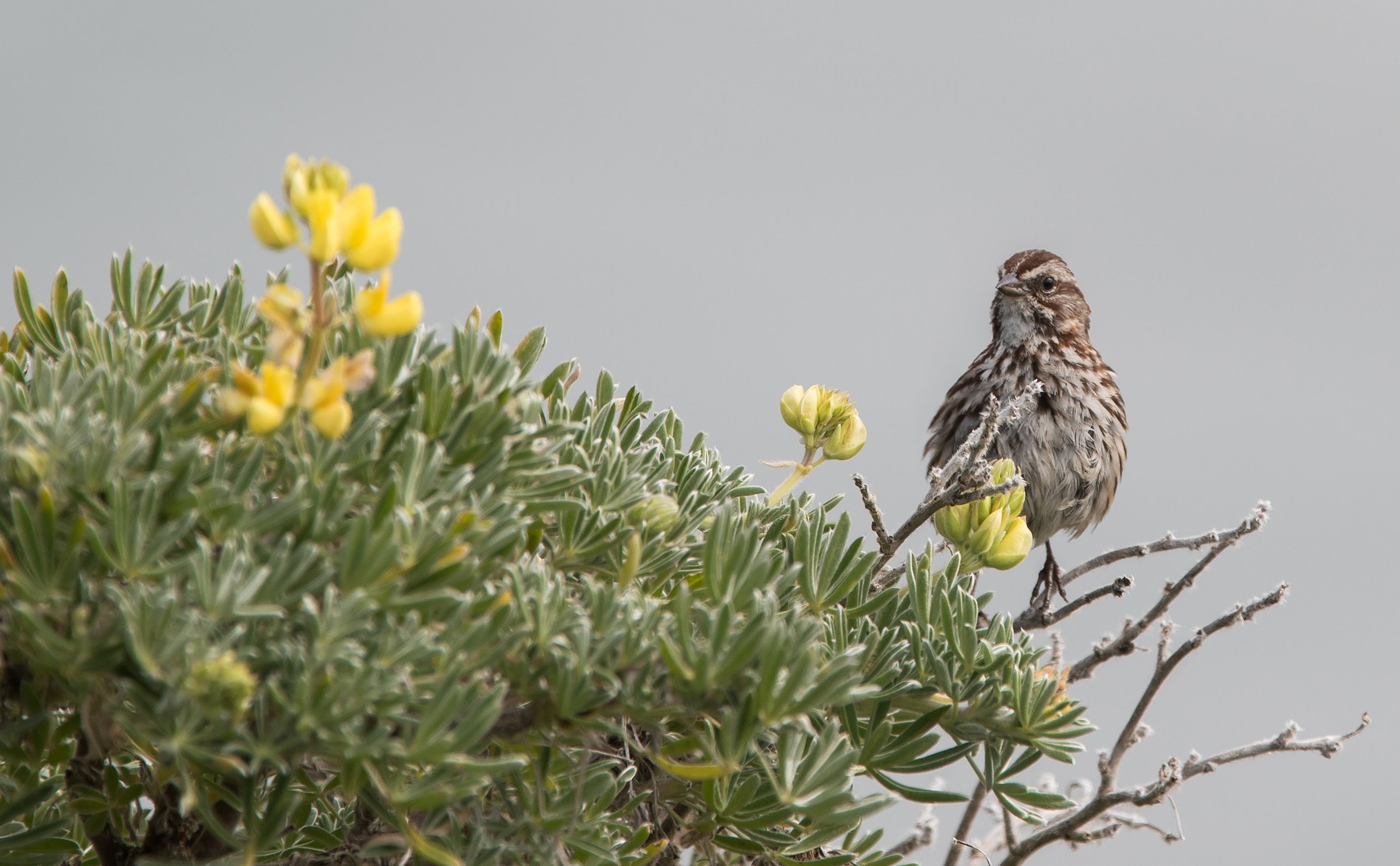 California Biodiversity Network