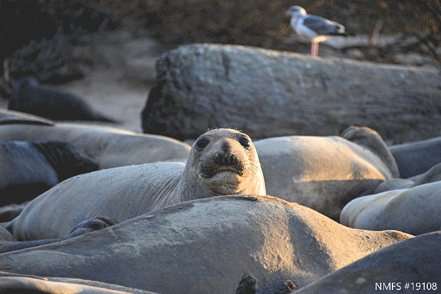 fear shapes feeding and resting strategies for migrating elephant seals