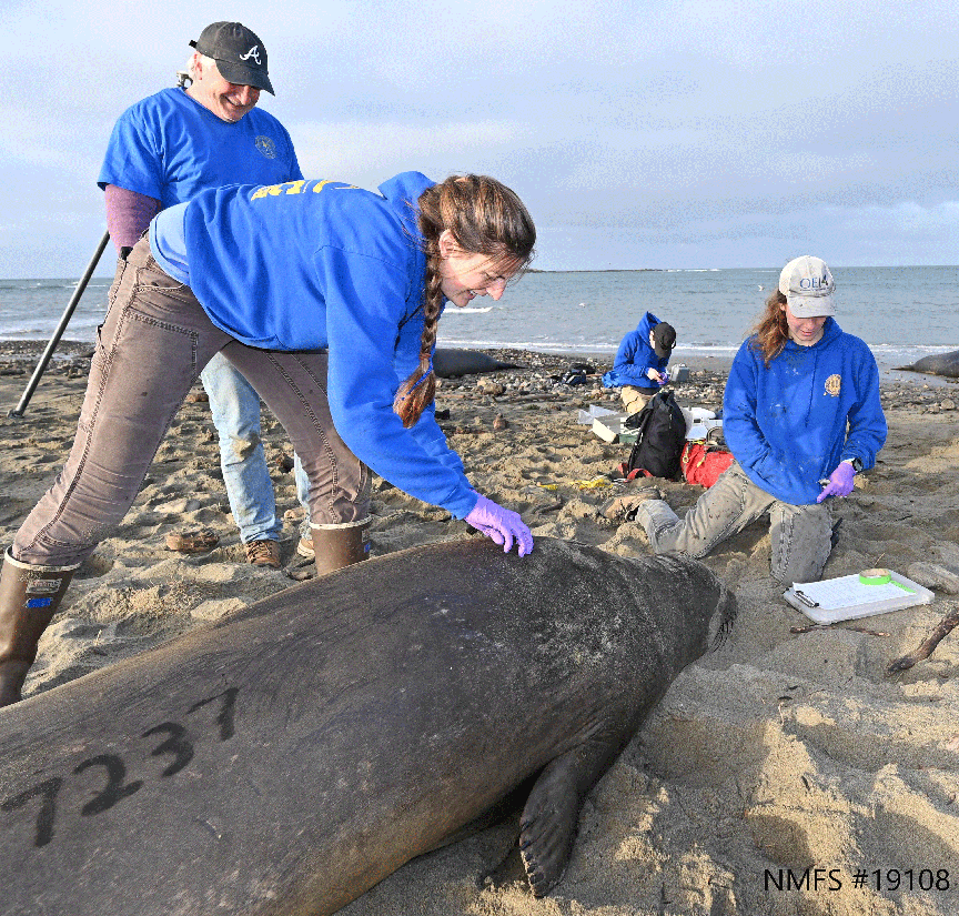 fear shapes feeding and resting strategies for migrating elephant seals