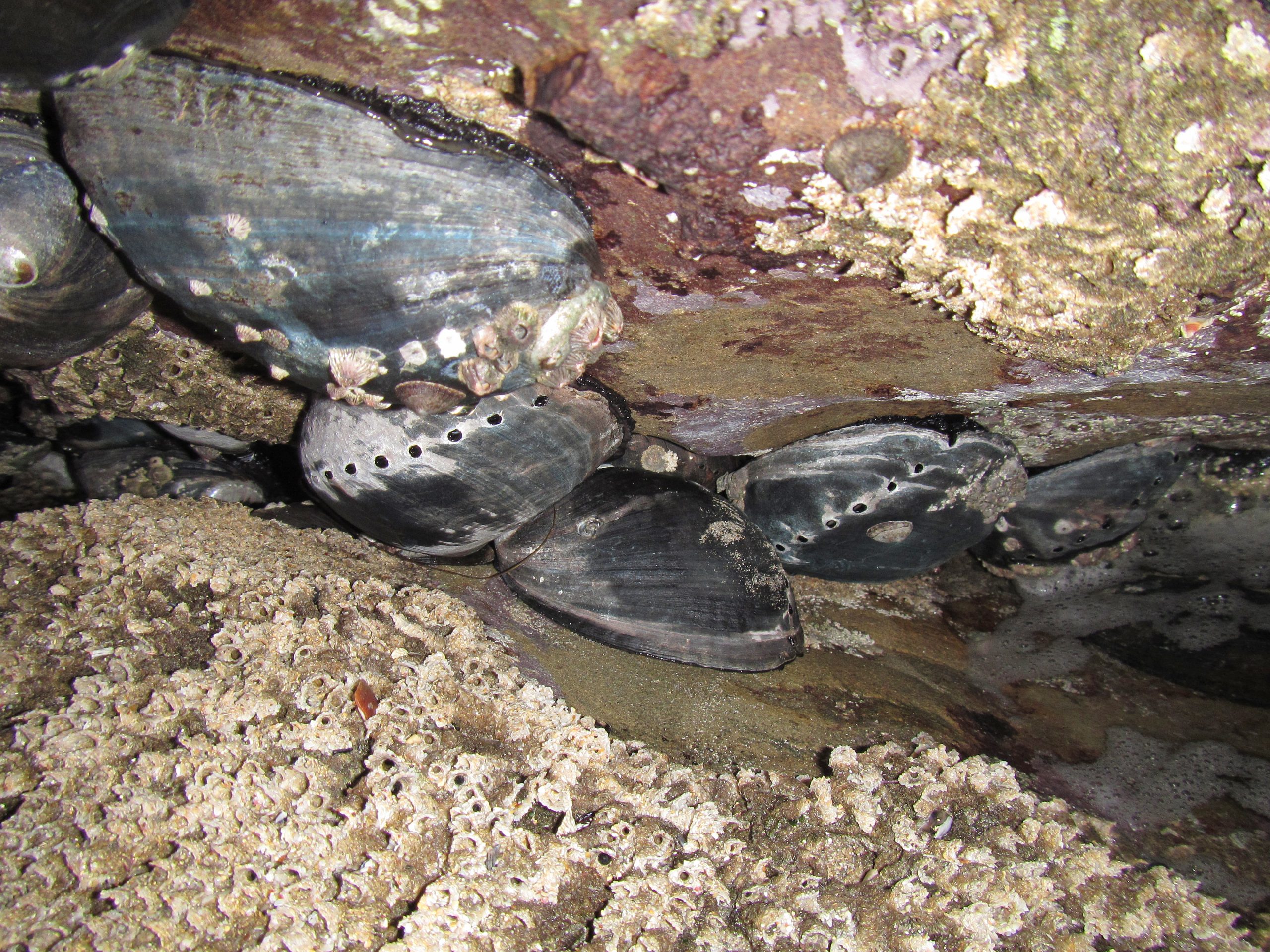 black abalone rescue