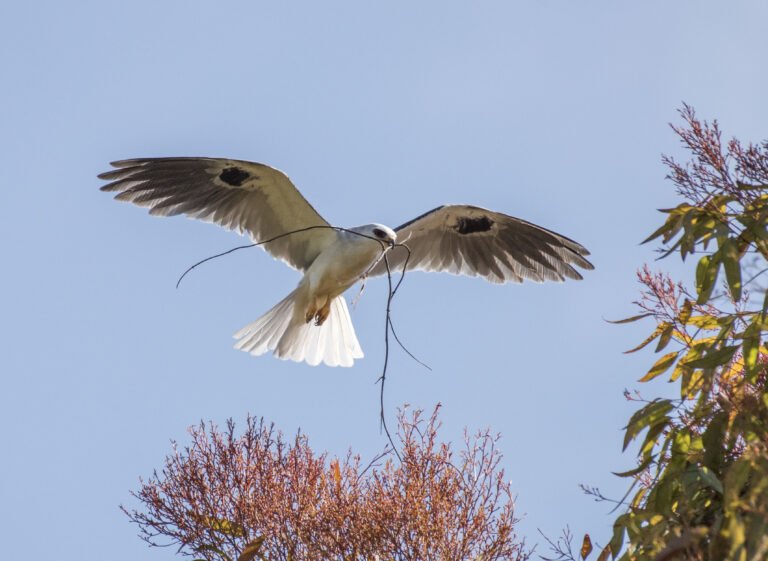 white-tailed kite