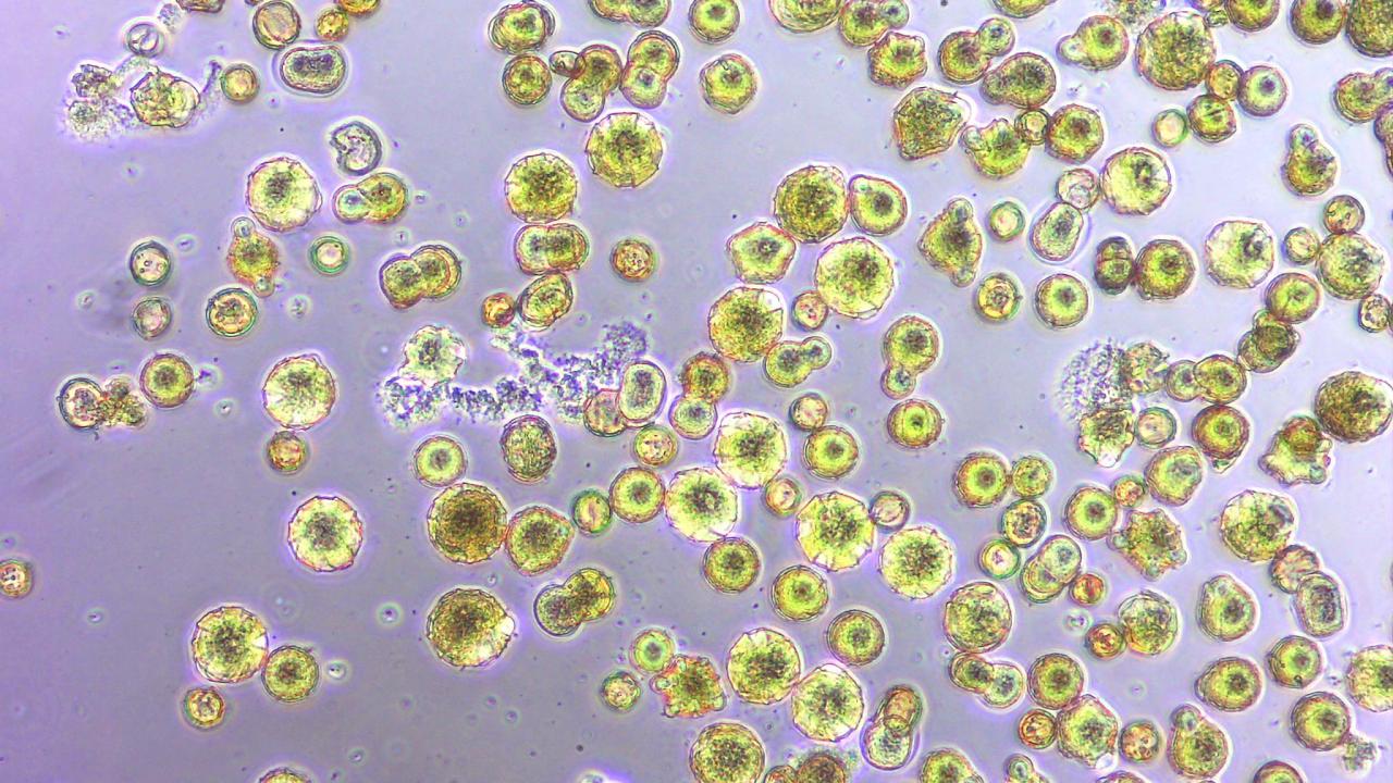 pollen bacteria