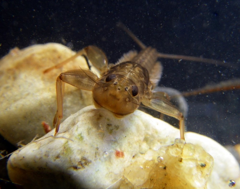 mining pollution in rivers