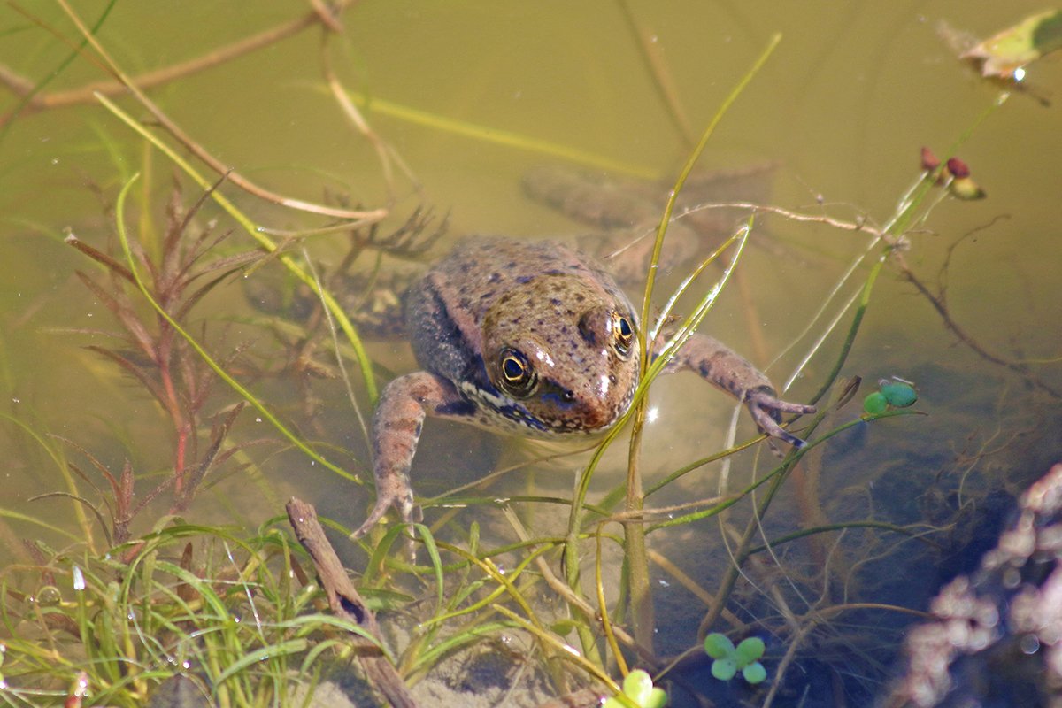 wetland welcome mat