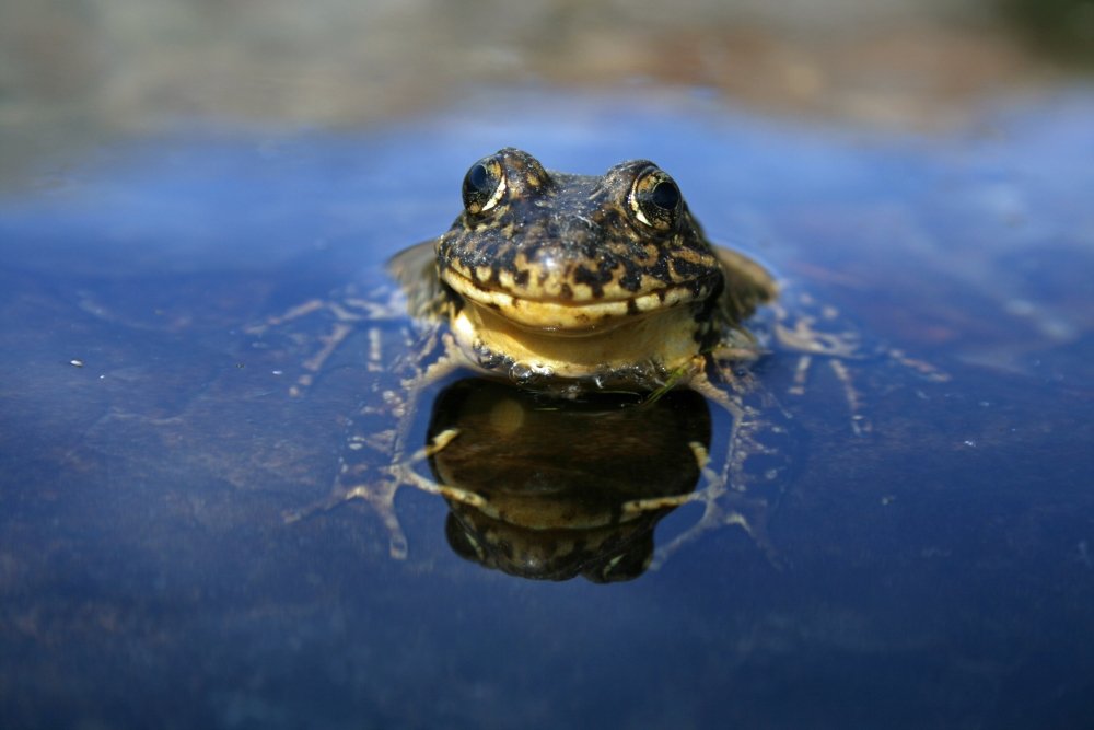 chytrid survival