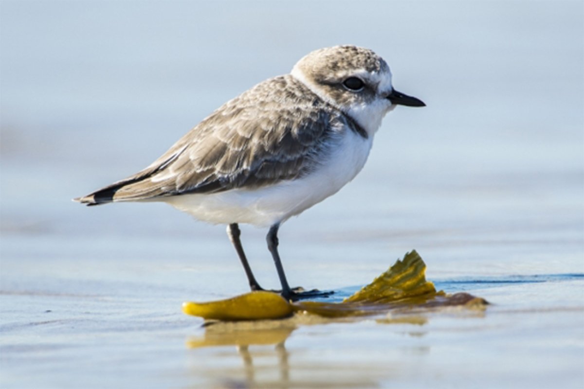 snowy plover