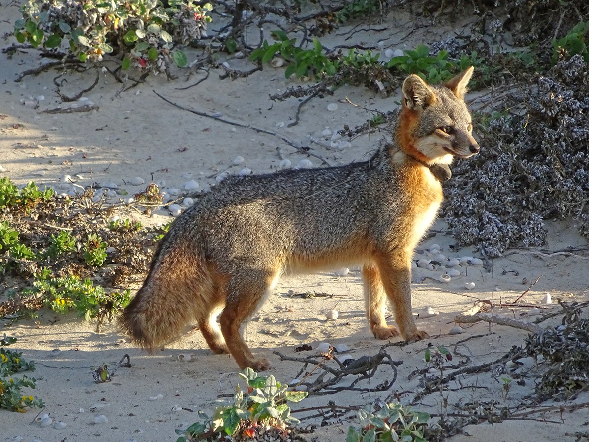 beach hoppers feed island foxes