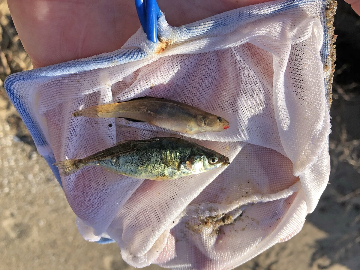 northern tidewater goby