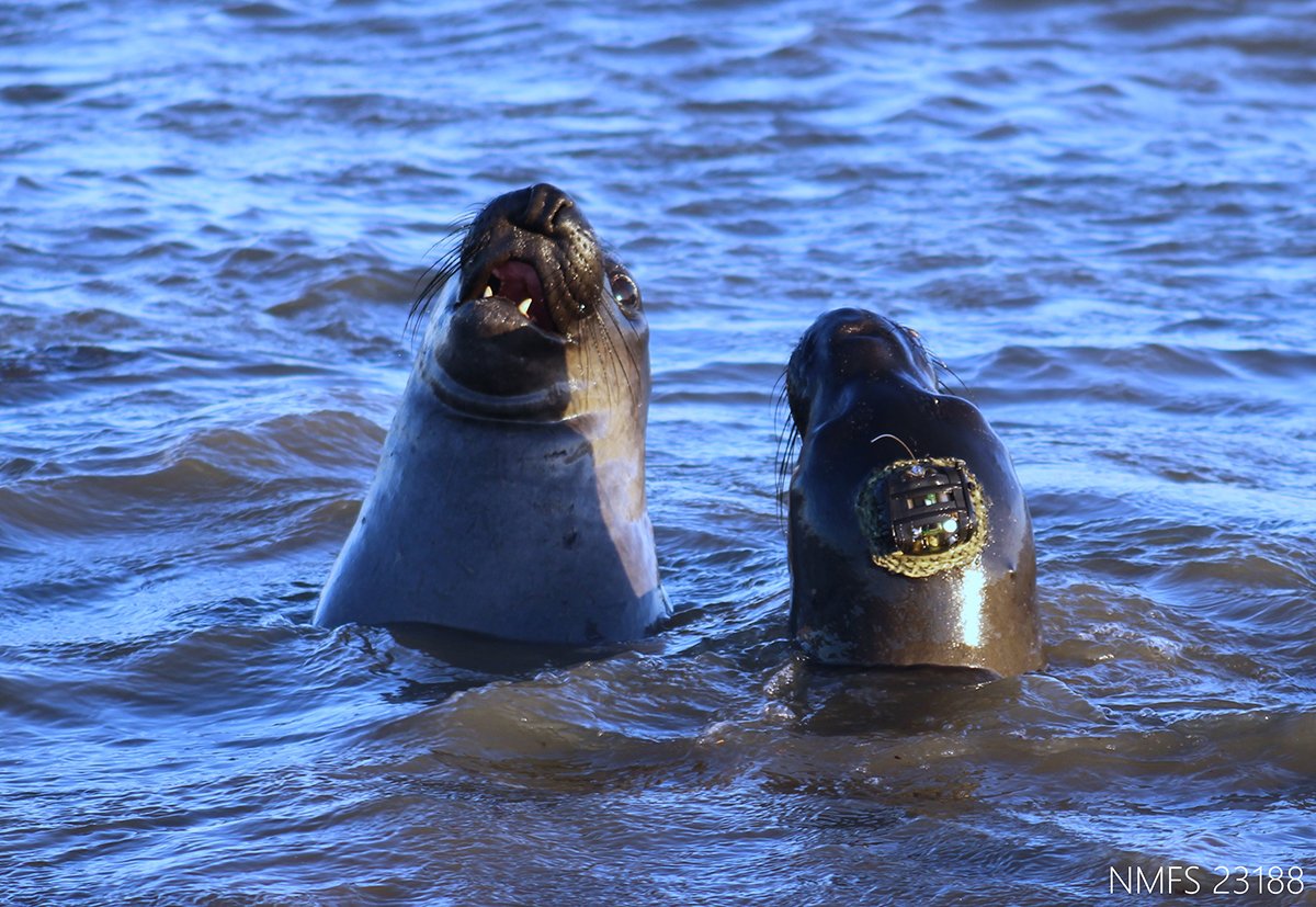 juvenile elephant seal mortality