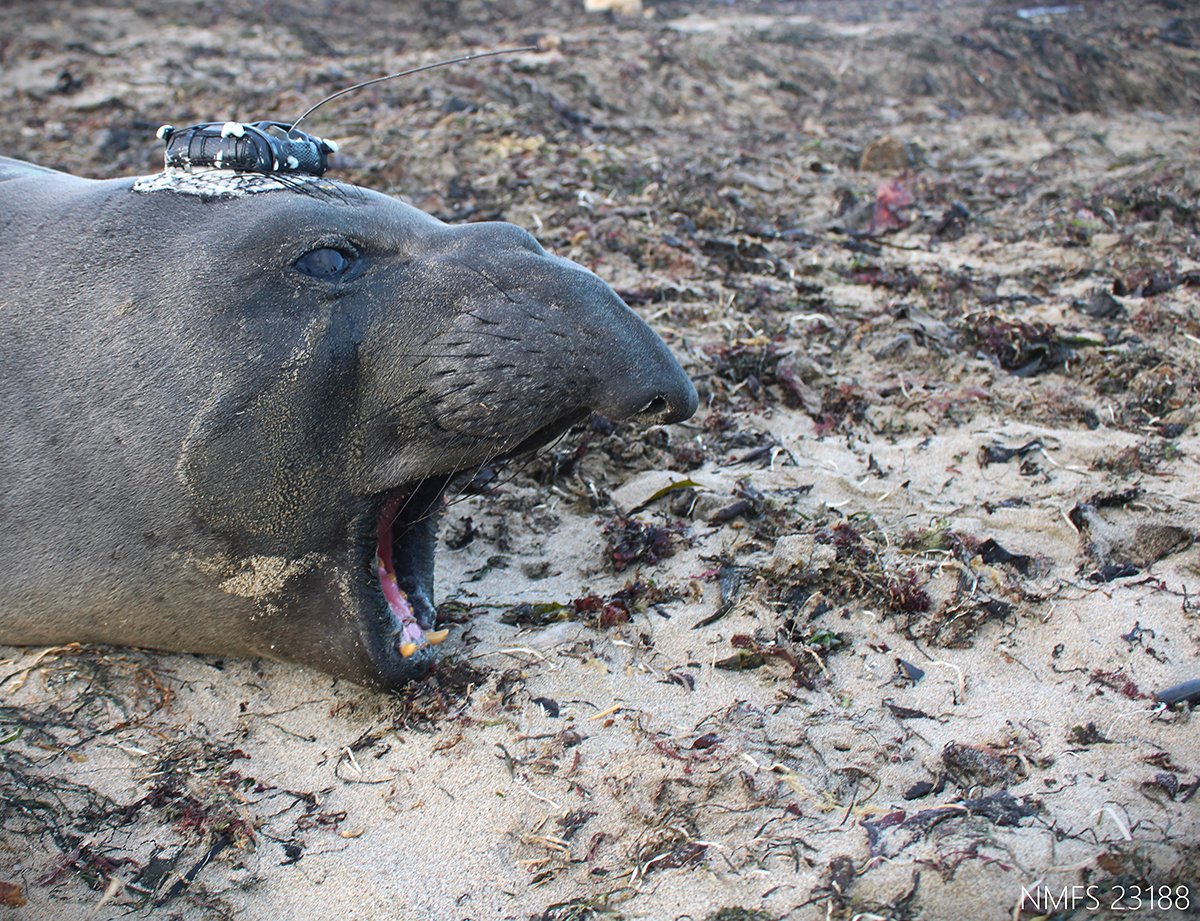 juvenile elephant seal mortality