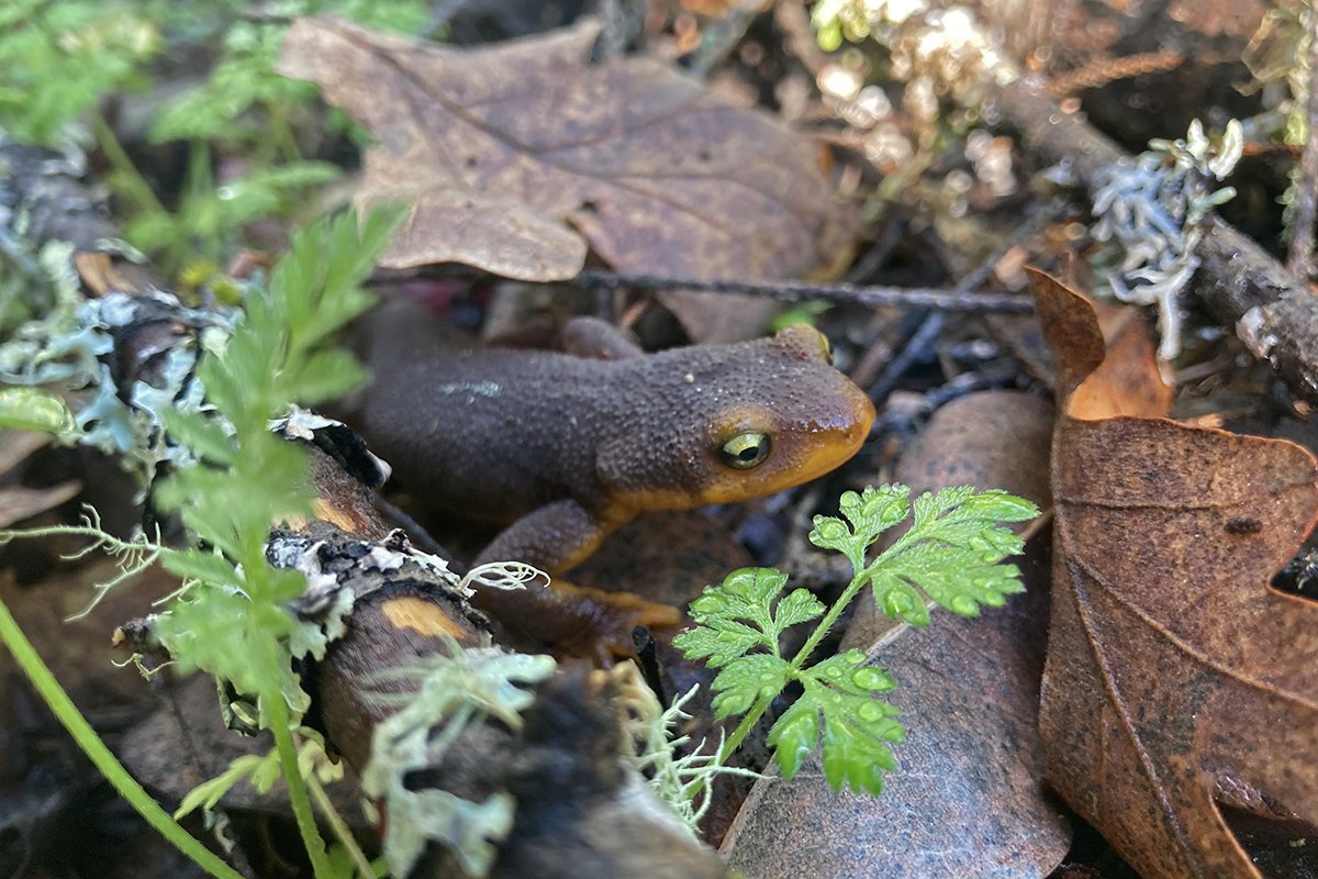 Using tech to break bottlenecks in wildlife monitoring