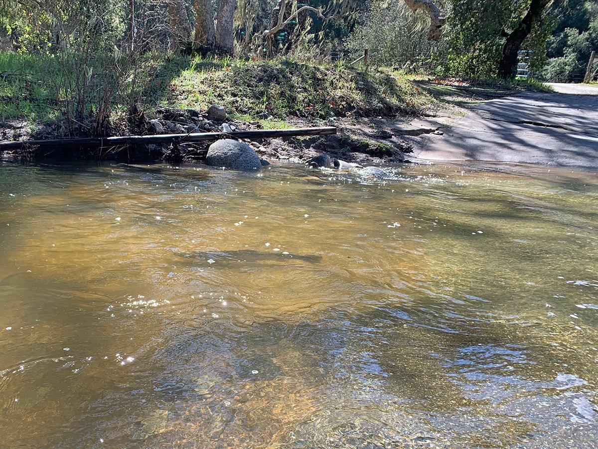 New bridge restores spawning access for steelhead