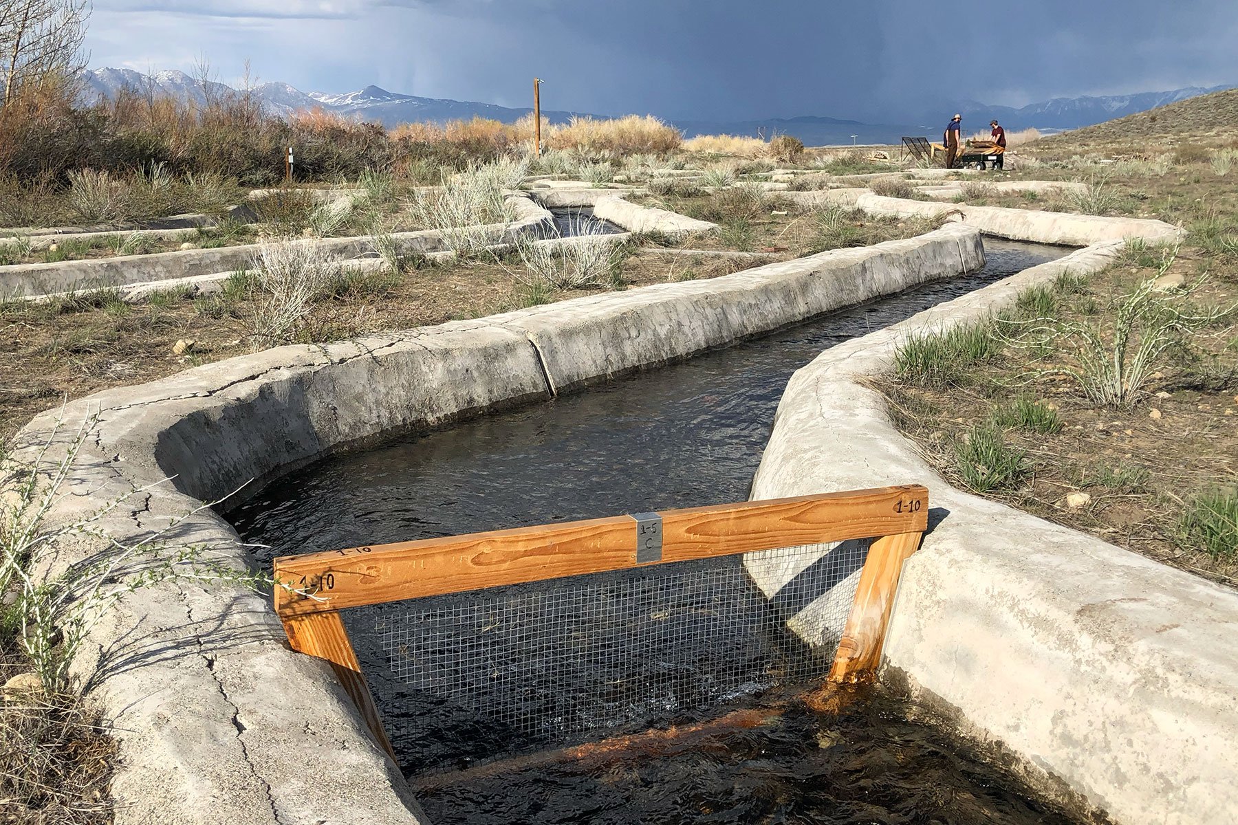 Artificial streams reveal how drought shapes California’s alpine ecosystems