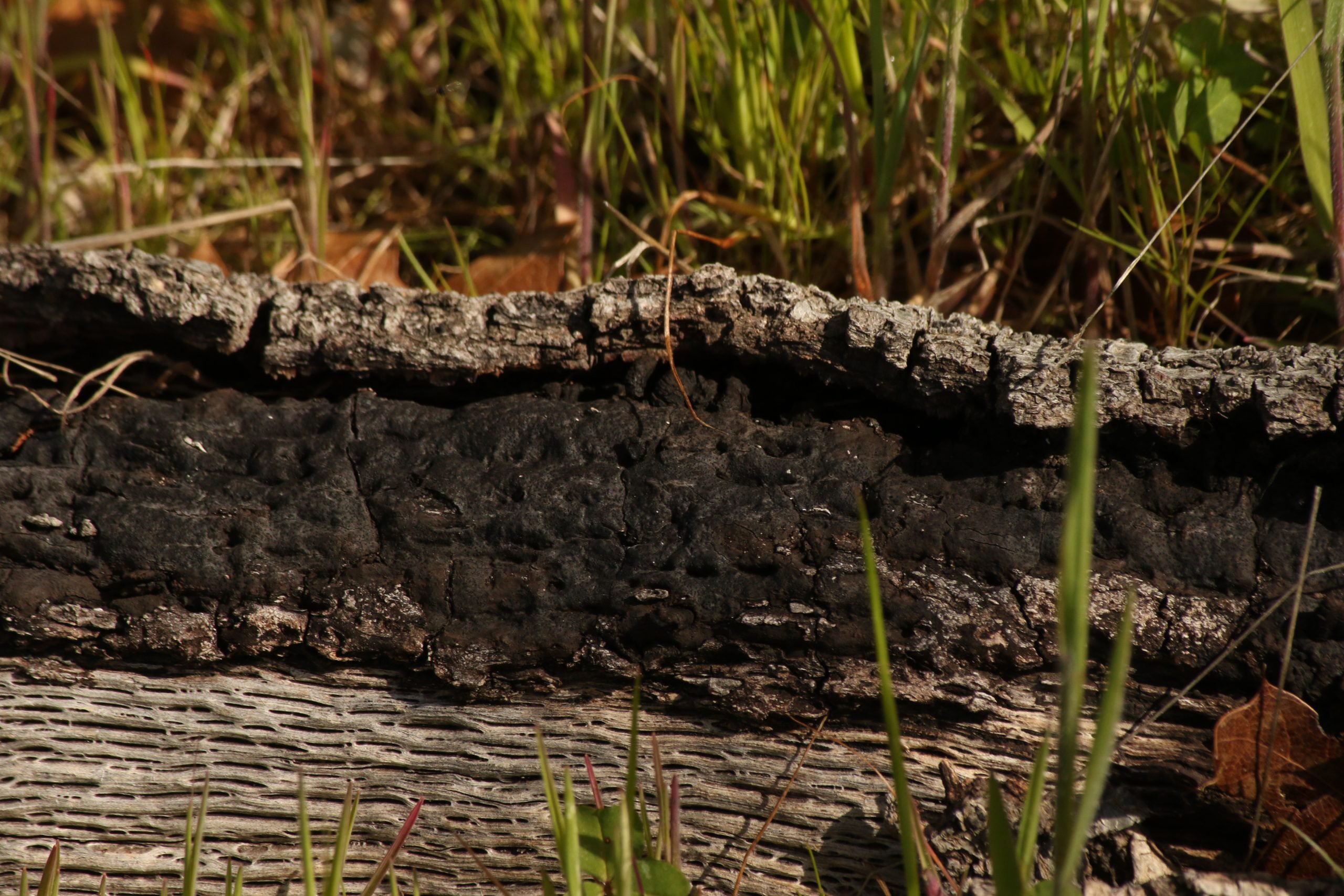 A close-up of a burned piece of log laying on the ground