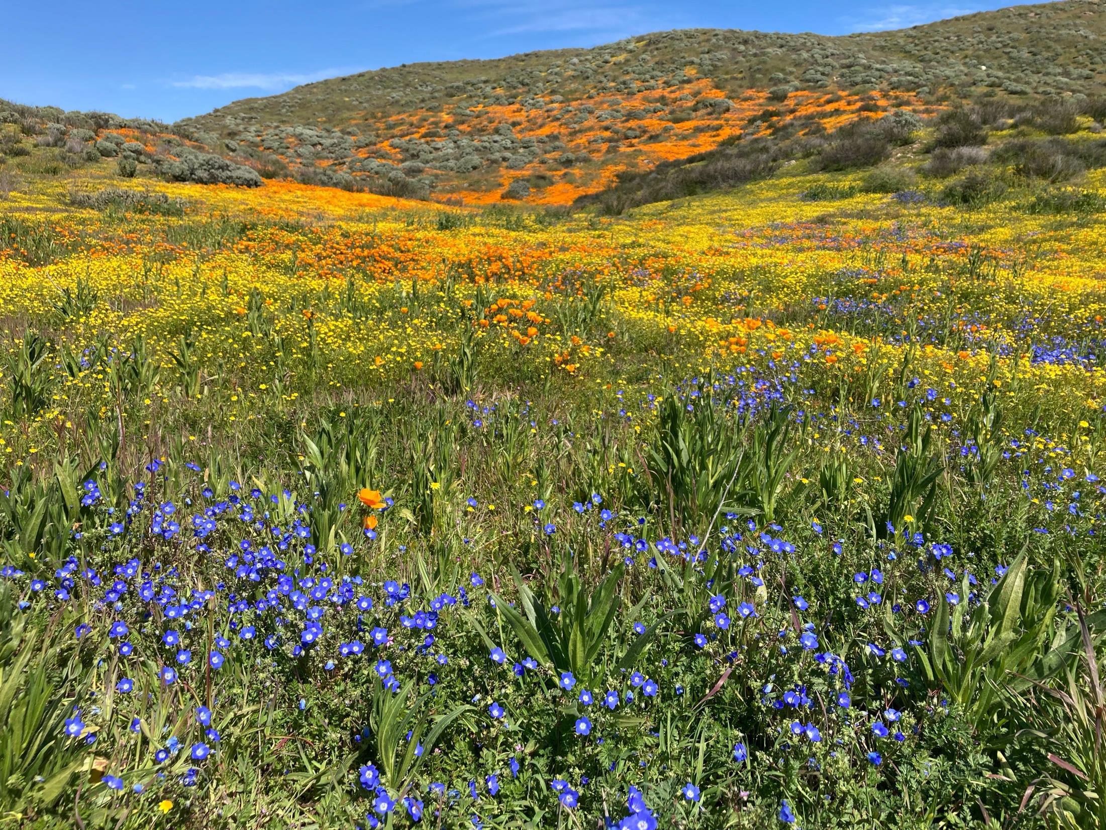 hills covered densely in orange, yellow and blue wildflowers, including many orange California poppies