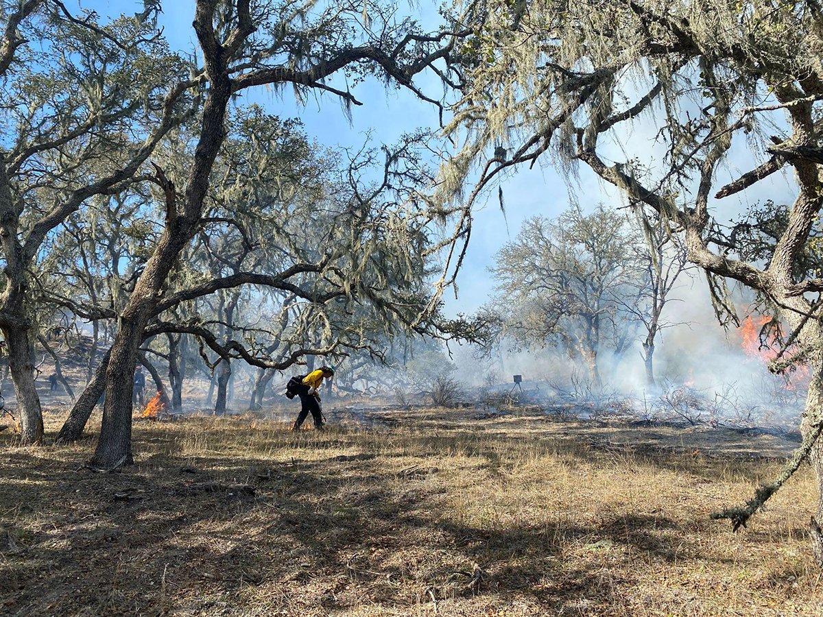 person wearing a yellow long sleeved shirt, dark pants, a backpack, and white helmet bends slightly at the waist while walking over understory grasses beneath towering oaks with waving fronds of lichen. Orange flames and smoke can be seen in the background.
