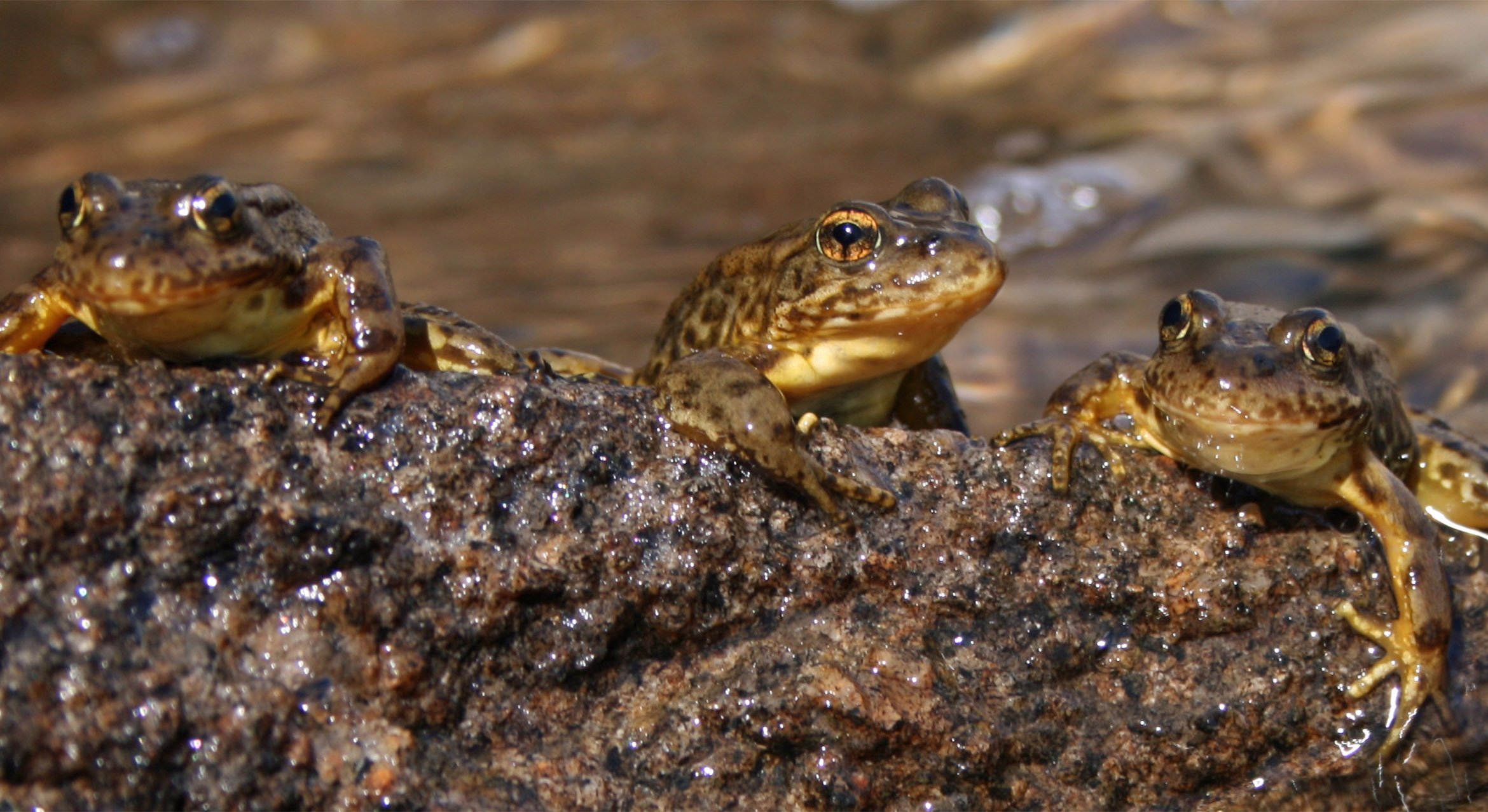Frog populations once decimated by disease mount a major comeback