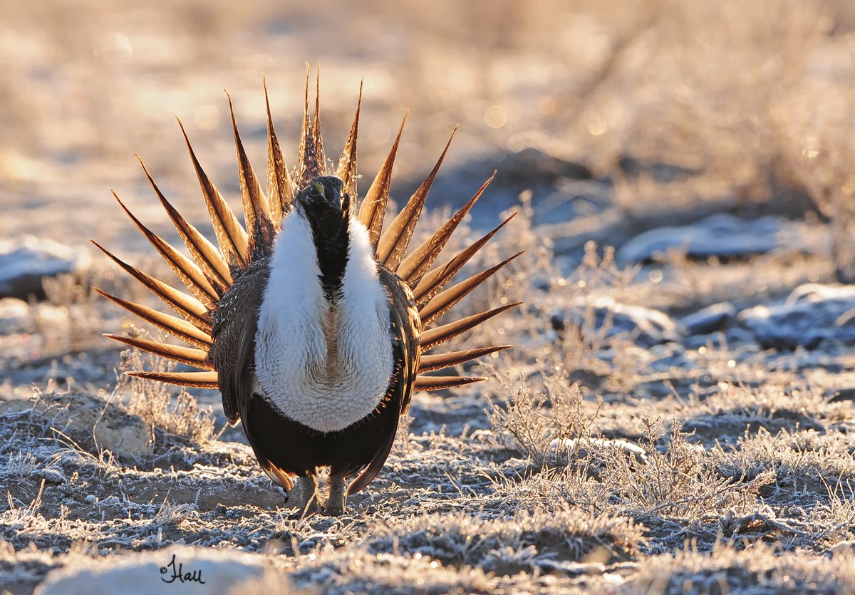 Sagebrush icons