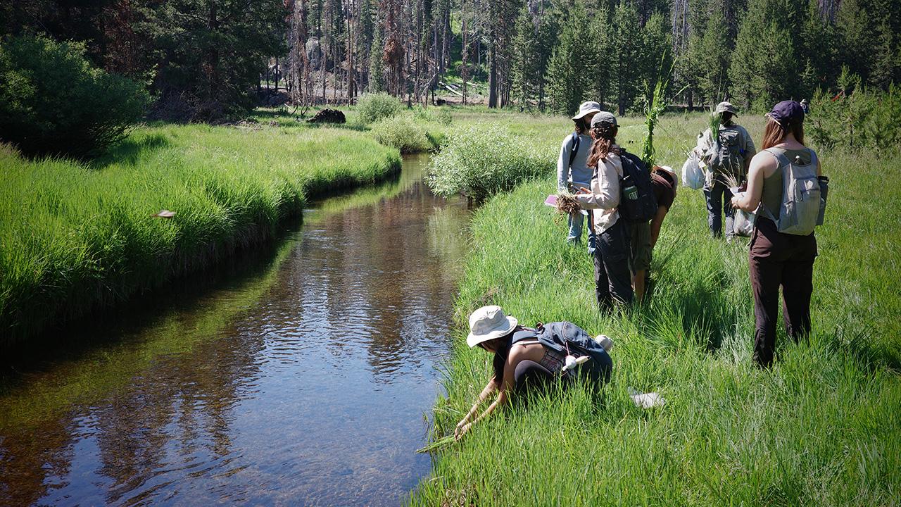 Elmer’s blue eyes and tinker’s penny: Lassen’s diversity is a scientist’s playground