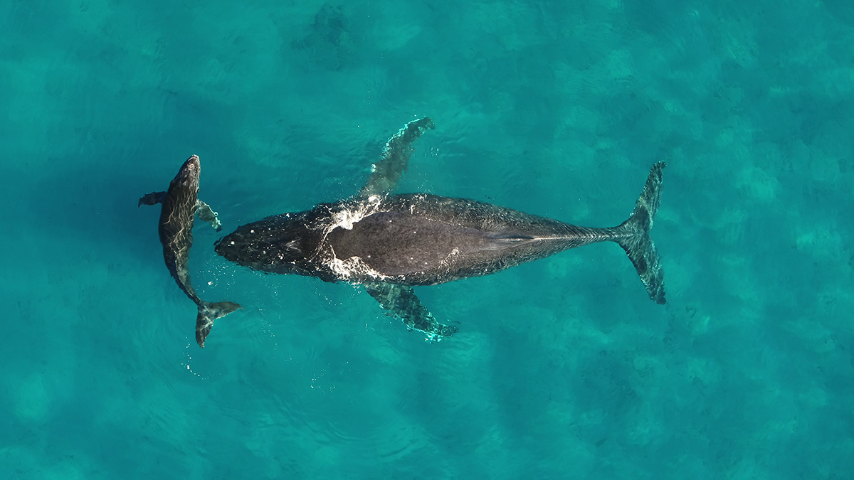Whale waste helps health of oceans by funneling nutrients to the tropics