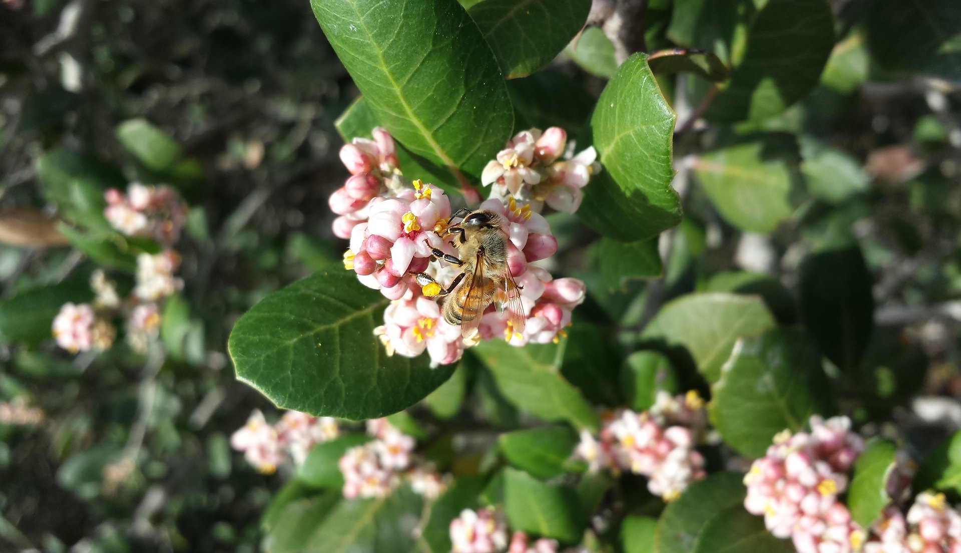 Voracious honey bees threaten food supply of native pollinators
