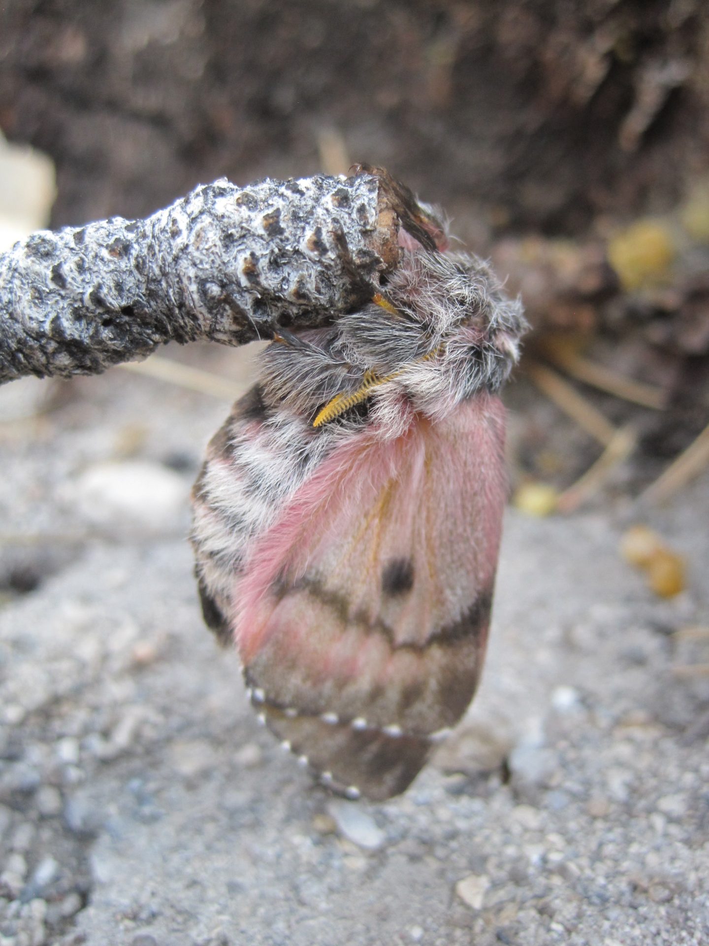 An Indigenous foodway reduces wildfire damage in a Western forest