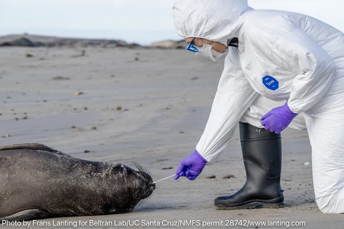 First Cases of Highly Pathogenic Avian Influenza in Northern Elephant Seals Confirmed in California