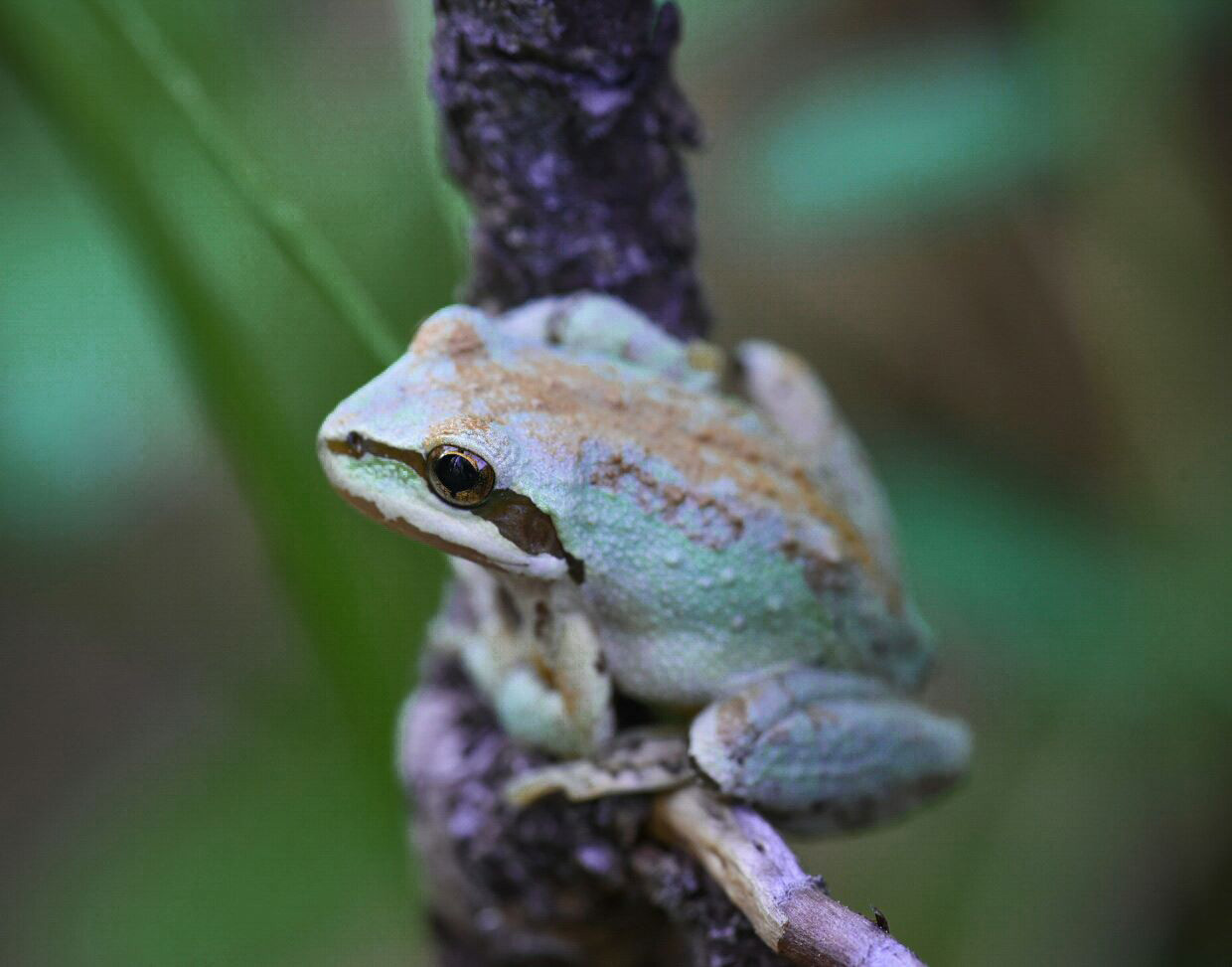 Climate change tinkers with frog love songs
