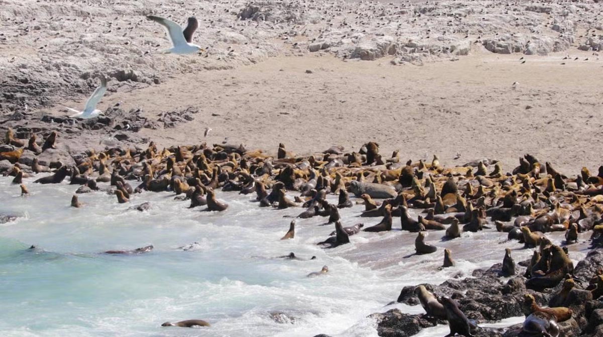 Global strategies to protect seals and sea lions from avian influenza
